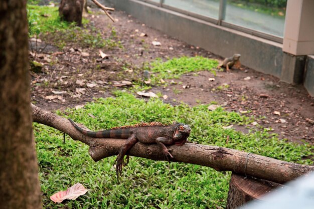 Ho Chi Minh City Zoo 2023