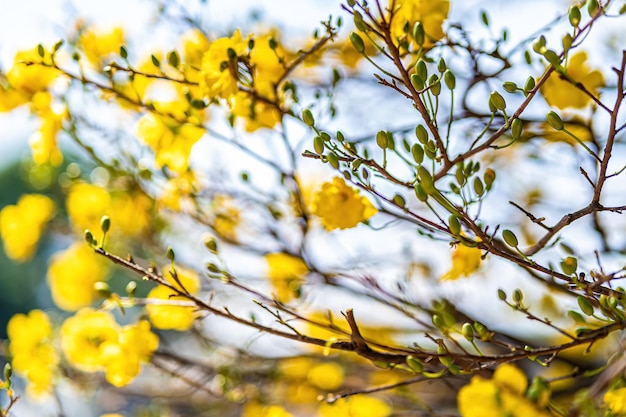 Hoa mai tree ochna integerrima flower traditional lunar new year tet holiday in vietnam apricot bloom bright yellow flowers in the spring garden selective focus