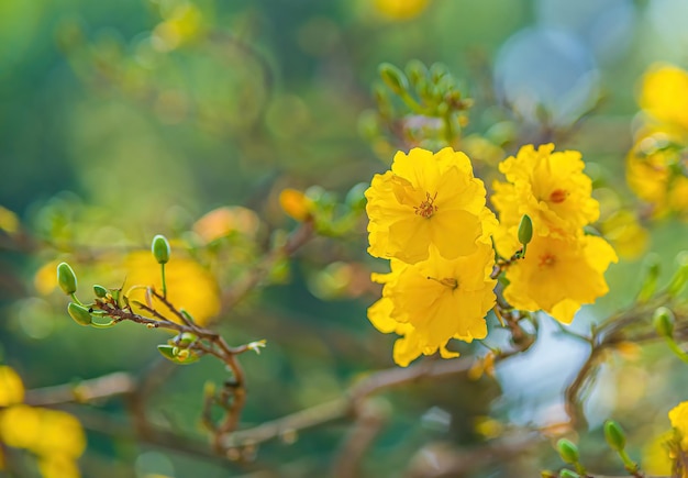 Hoa mai tree ochna integerrima flower traditional lunar new year tet holiday in vietnam apricot bloom bright yellow flowers in the spring garden selective focus