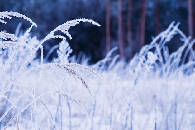 Hoarfrost on a branch field of grass