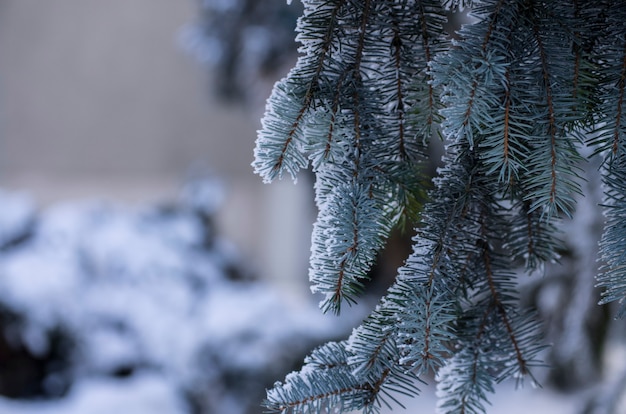 Abeti coperti di brina. nebbioso e gelido. previsioni del tempo per l'inizio dell'inverno