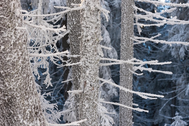 Hoarfrost in the fir forest