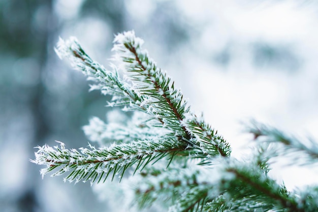 Hoarfrost on fir tree leaves in snowing in winter garden Frozen spruce with snow flakes background