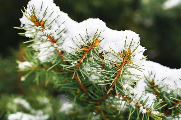 Hoarfrost on fir tree leaves in snowing in winter garden Frozen spruce with snow flakes background