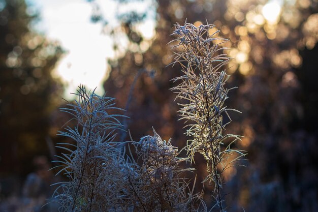 Foto erbe di ghiaccio in un soleggiato giorno d'inverno