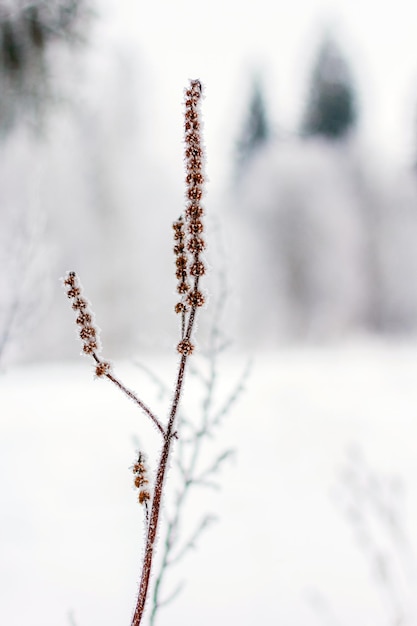 Hoarfrost herbs on winter day