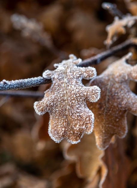 Hoarfrost on the leaves. First autumn frosts