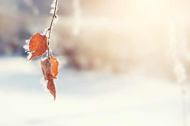 Hoarfrost on the leaves in winter forest. Beautiful winter background