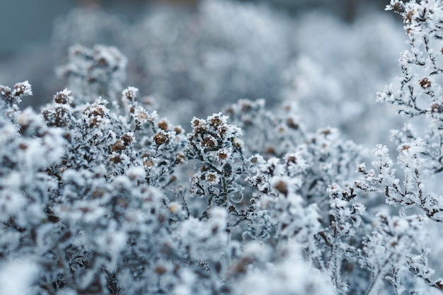 写真 ウィンターガーデンの雪の中で葉の霜が降りる雪の結晶の背景を持つ冷凍ブランチ