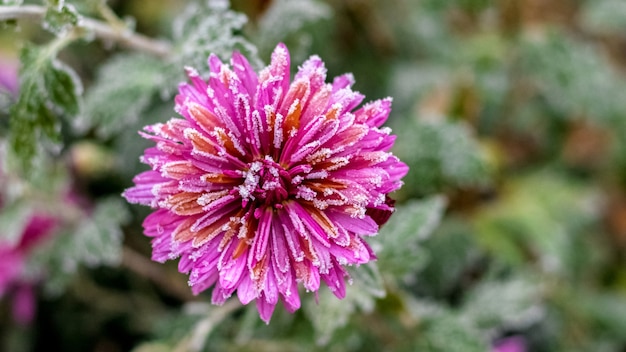 Hoarfrost on the petals of a pink chrysanthemum with a blurred background