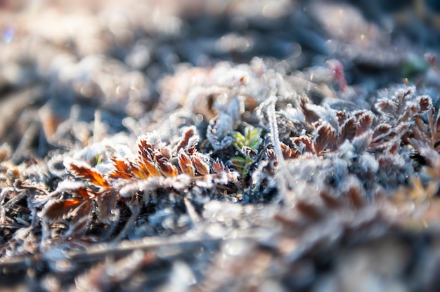 Hoarfrost on the plants in autumn forest. Macro image, shallow depth of field. Beautiful nature background