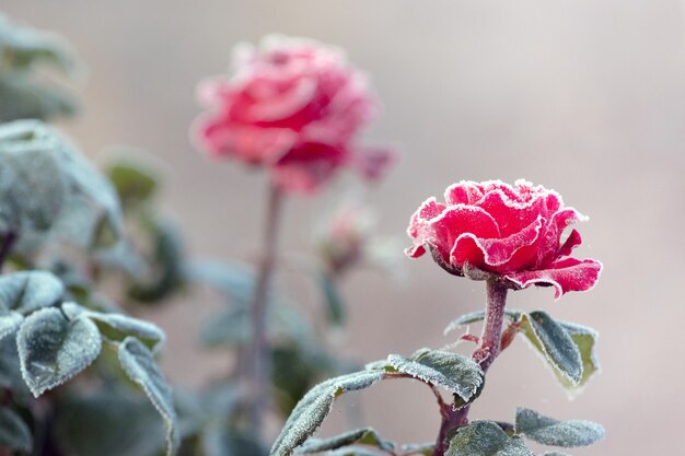 Hoarfrost on red roses during the first frosts with a blurred background