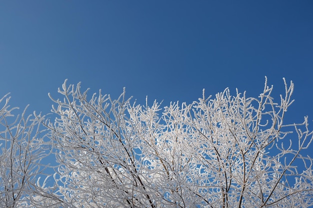 霧氷と木の枝の雪 冬の風景