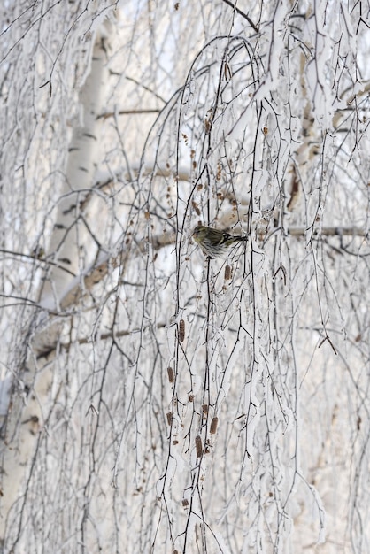 Hoarfrost and snow on the branches of trees Winter landscape