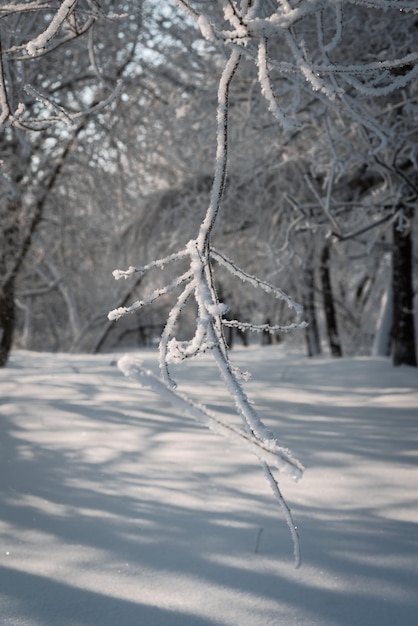 Brina e neve sui rami degli alberi paesaggio invernale