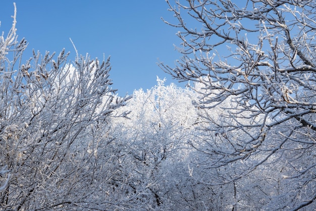 霧氷と木の枝の雪 冬の風景