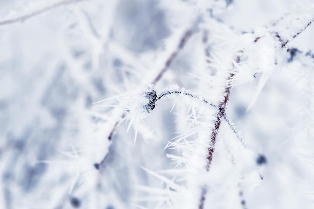 冬の森の木々の霜と雪。被写界深度の浅いマクロ画像