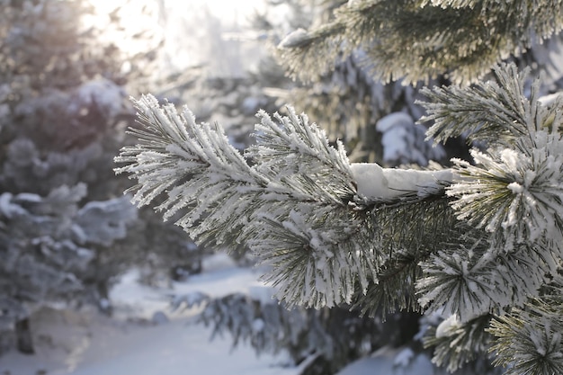 Hoarfrost on spruce branches in winter and in the sun in full screen