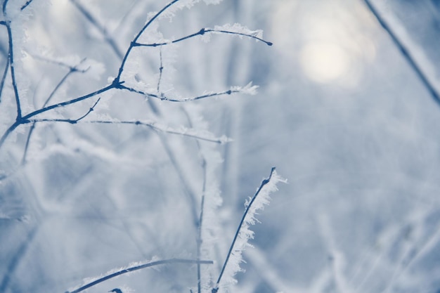 Hoarfrost in tree branch