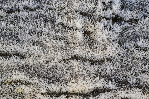 Hoarfrost on tree trunk surface Winter morning dew and freezing