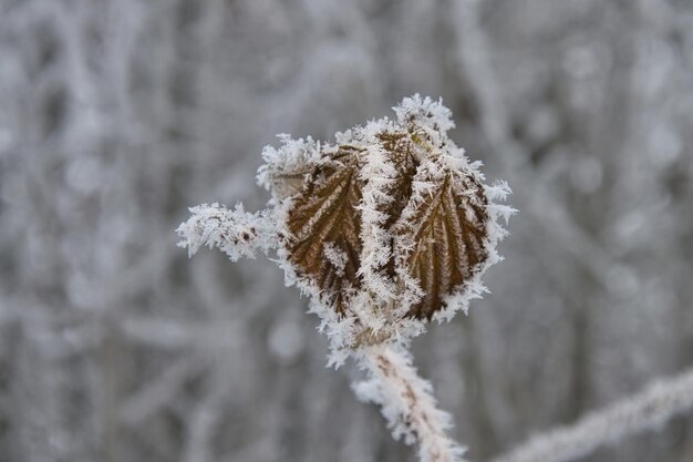 Hoarfrost