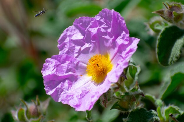 Седая скалаРоза Cistus creticus