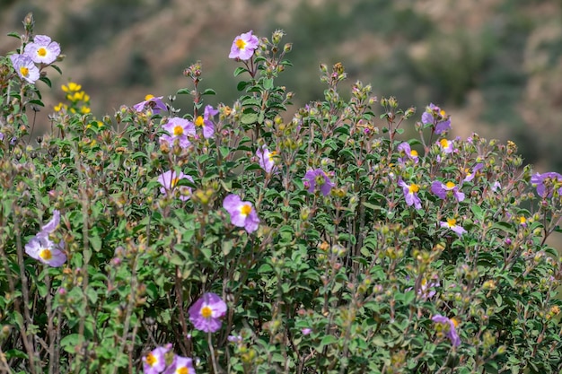 Седая скалаРоза Cistus creticus