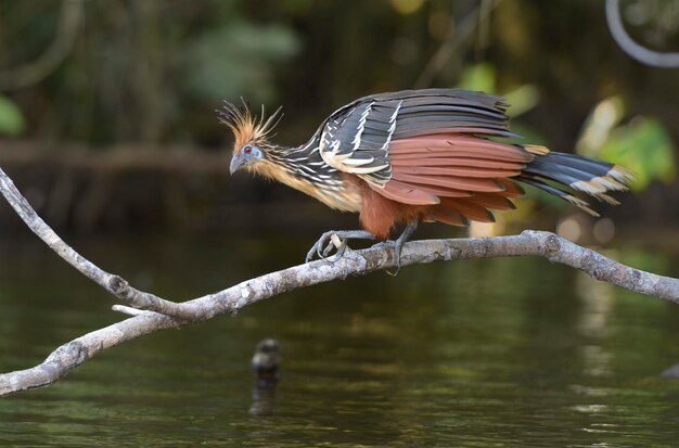 사진 가르자코차 호수 (lake garzacocha) 위에 있는 호아진 (hoatzin opisthocomus hoazin) 라 셀바 정글 에코 로지 (la selva jungle eco lodge) 아마존 유역 에도르 (ecuador)