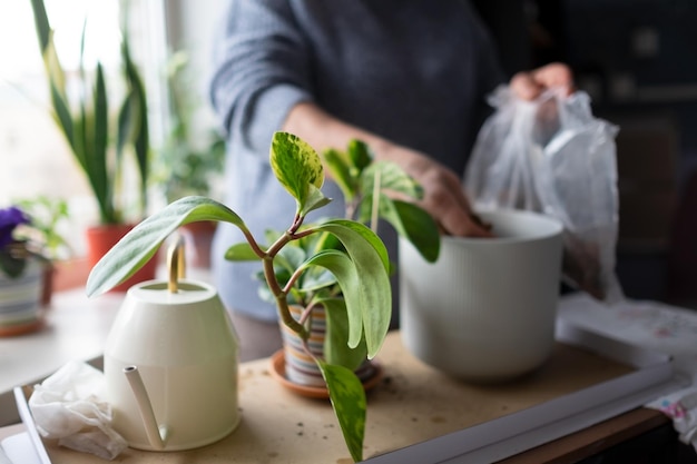 Hobby in huis. Vrouw die een bloem plant en voorjaarsschoonmaak.