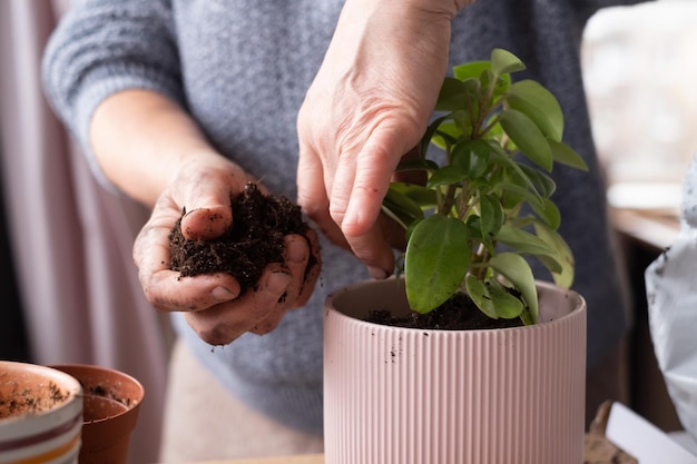 Hobby in huis. Vrouw plant een bloem in nieuwe roze pot