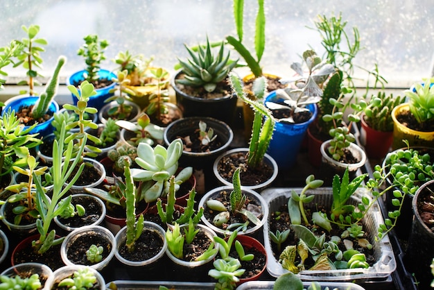 趣味は植物学です。多くの芽は植物を収容します