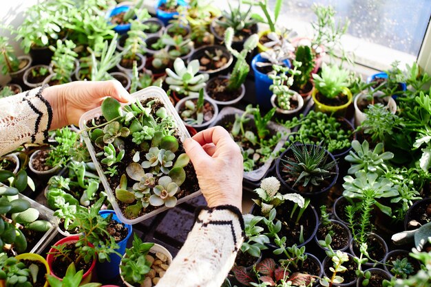 趣味は植物学です。手に植物を保持している女性