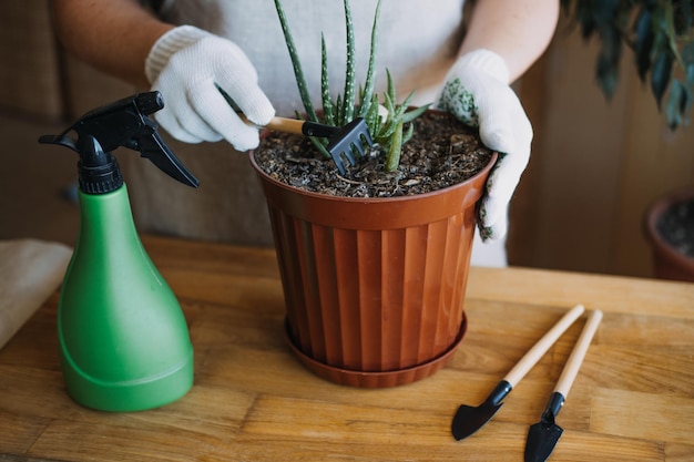 Hoe aloë vera succulente kamerplant thuis te planten en te kweken aloë vera plantverzorging vrouwelijke hand in