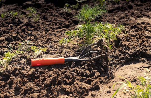 Hoe tool lying on soil in garden or on farm field on sunny summer day organic farming concept