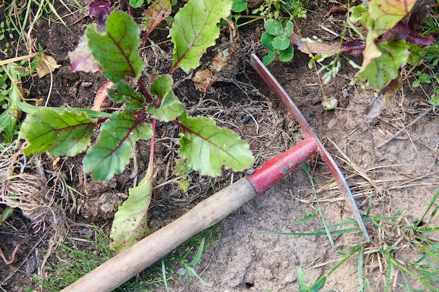 Hoe with a wooden handle on the ground in garden plants Manual tillage and preparation of soil for plant growing Garden tool for working in the vegetable garden