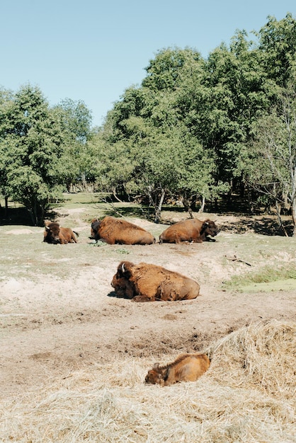 Hoefvormige runderen buiten een kudde bruine bizons rustend in een verticale hoek van een weiland