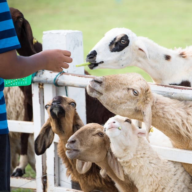 Hoeren voeren op de boerderij