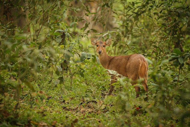 Hog deer in the forest of Kaziranga National Park in Assam