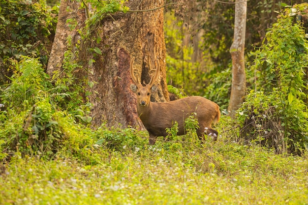 Hog deer on the grassland of kaziranga in assam