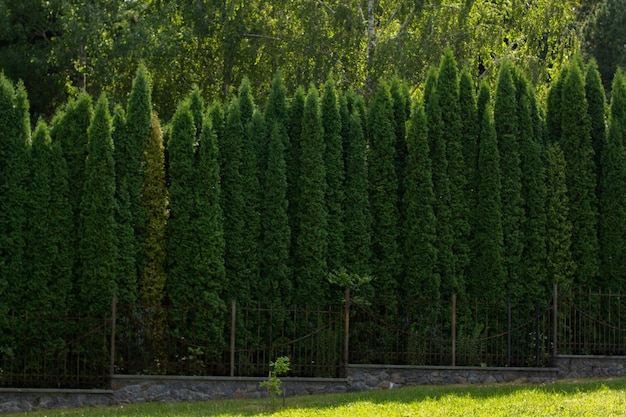 Hoge arborvitae in het park