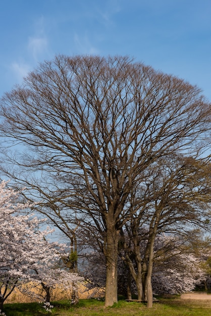 Hoge bladloze boom tussen sakura roze bloemen in een park, blauwe lucht.