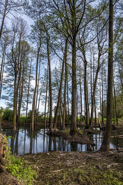 Hoge bomen bos in water van moeras