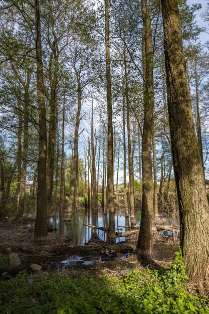 Hoge bomen bos in water van moeras