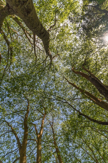 Hoge bomen in de lente