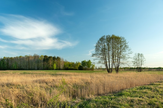 Hoge bomen in de wei voor het bos