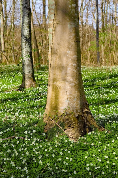 Hoge bomen in een weelderig bos met felgroene planten en witte bloemen die groeien op een zonnige lentemiddag Het landschap van het bos en het detail van een boomstam op een zomerdag