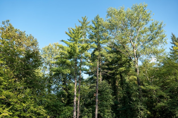 Hoge bomen in het park in de vroege herfst