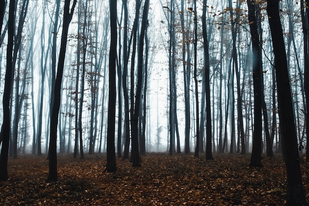 Hoge bomen in mist in bos