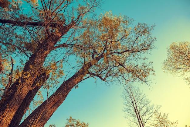 Hoge bomen tegen de blauwe lucht Bottom up view