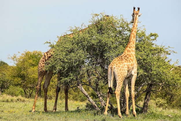 Hoge boom met aan weerszijden giraffen in een wildreservaat